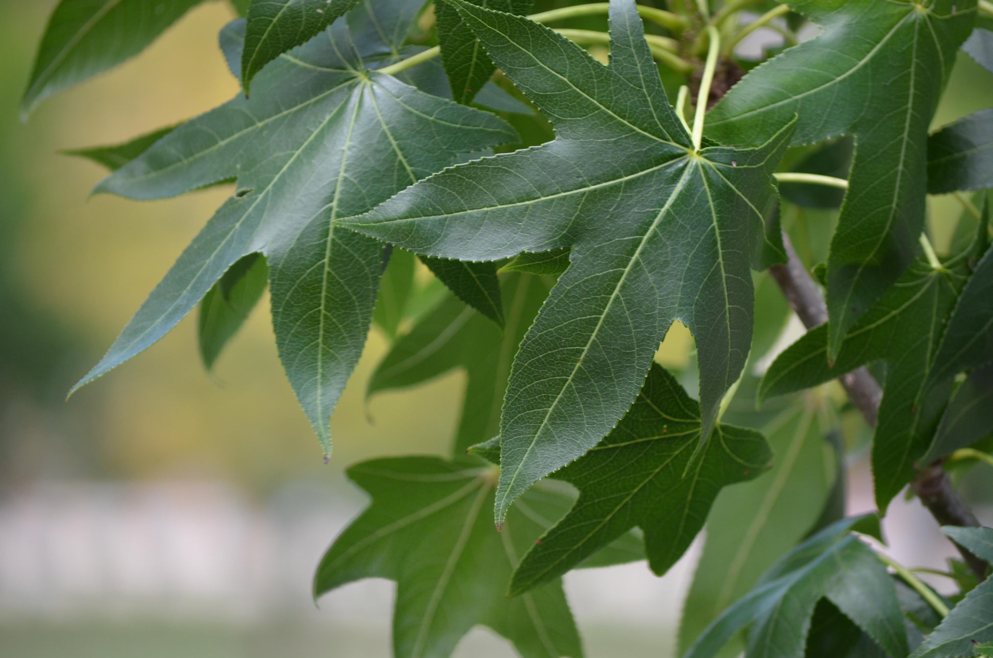 Liquidambar Styraciflua Happidaze - View 8 from www redcrocus com
