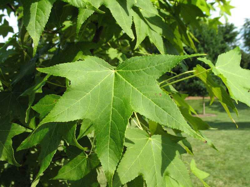 Liquidambar Styraciflua Happidaze - View 9 from www redcrocus com