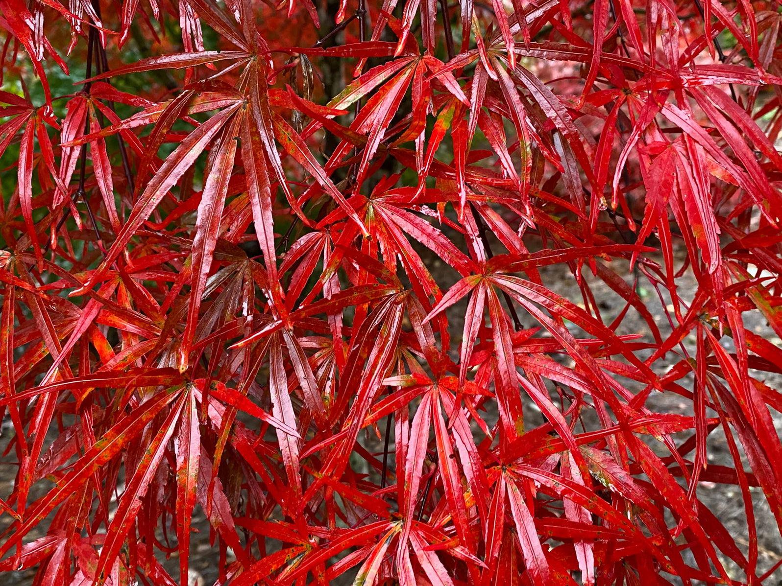 Acer Palmatum Beni Otake - View 14 from www redcrocus com