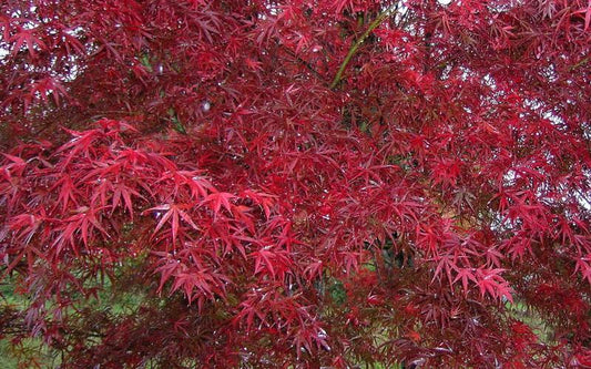 Acer Palmatum Beni Otake - View 1 from www redcrocus com