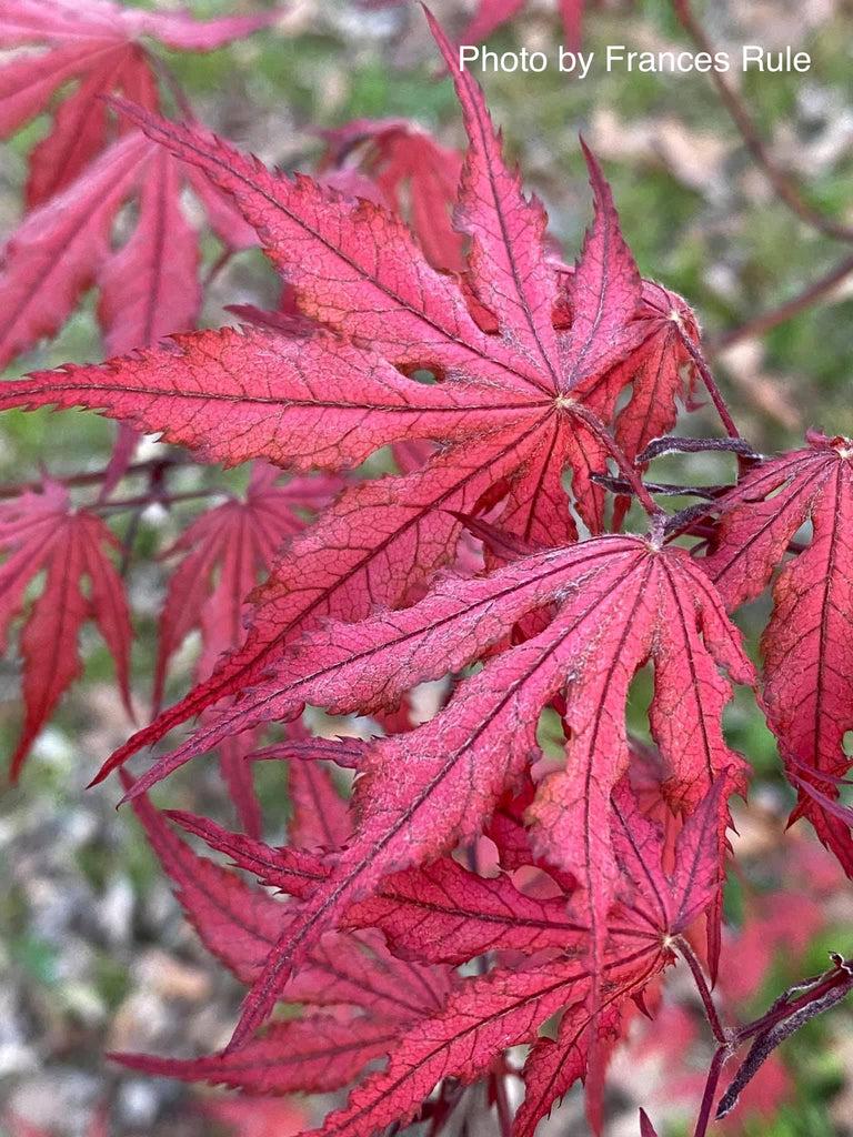 Acer Palmatum Purple Ghost - View 10 from www redcrocus com