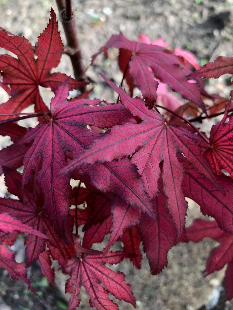 Acer Palmatum Purple Ghost - View 12 from www redcrocus com