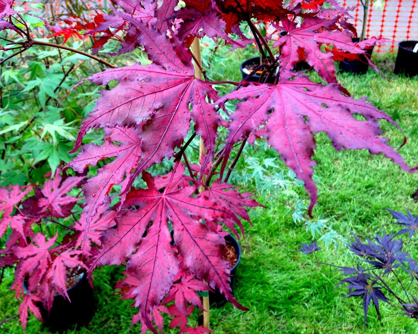 Acer Palmatum Purple Ghost - View 13 from www redcrocus com