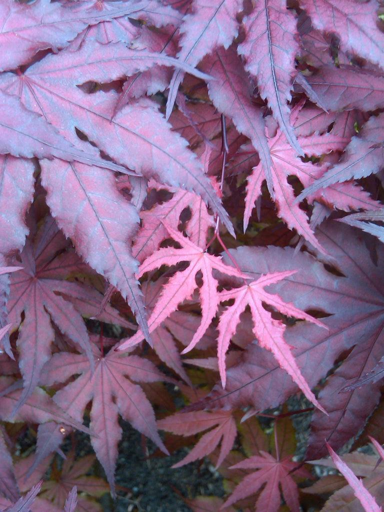 Acer Palmatum Purple Ghost - View 14 from www redcrocus com