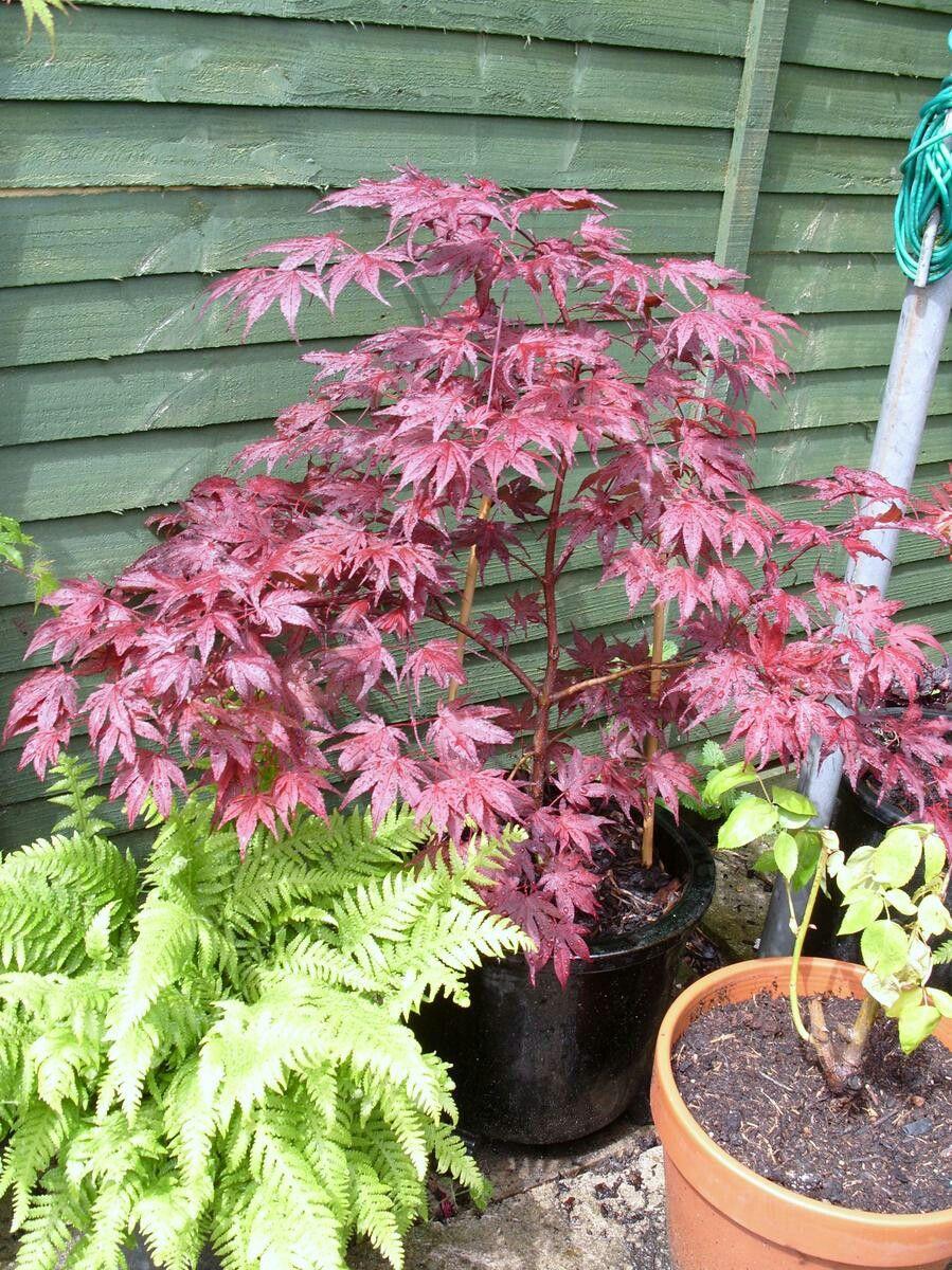 Acer Palmatum Purple Ghost - View 16 from www redcrocus com
