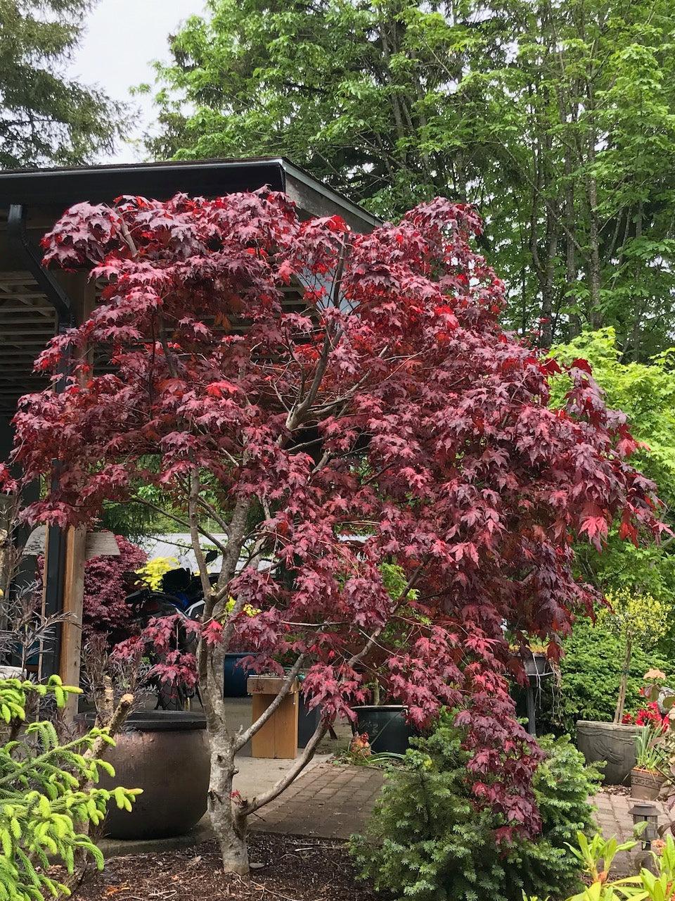 Acer Palmatum Purple Ghost - View 17 from www redcrocus com