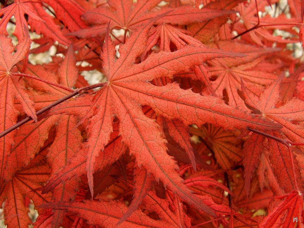 Acer Palmatum Purple Ghost - View 18 from www redcrocus com