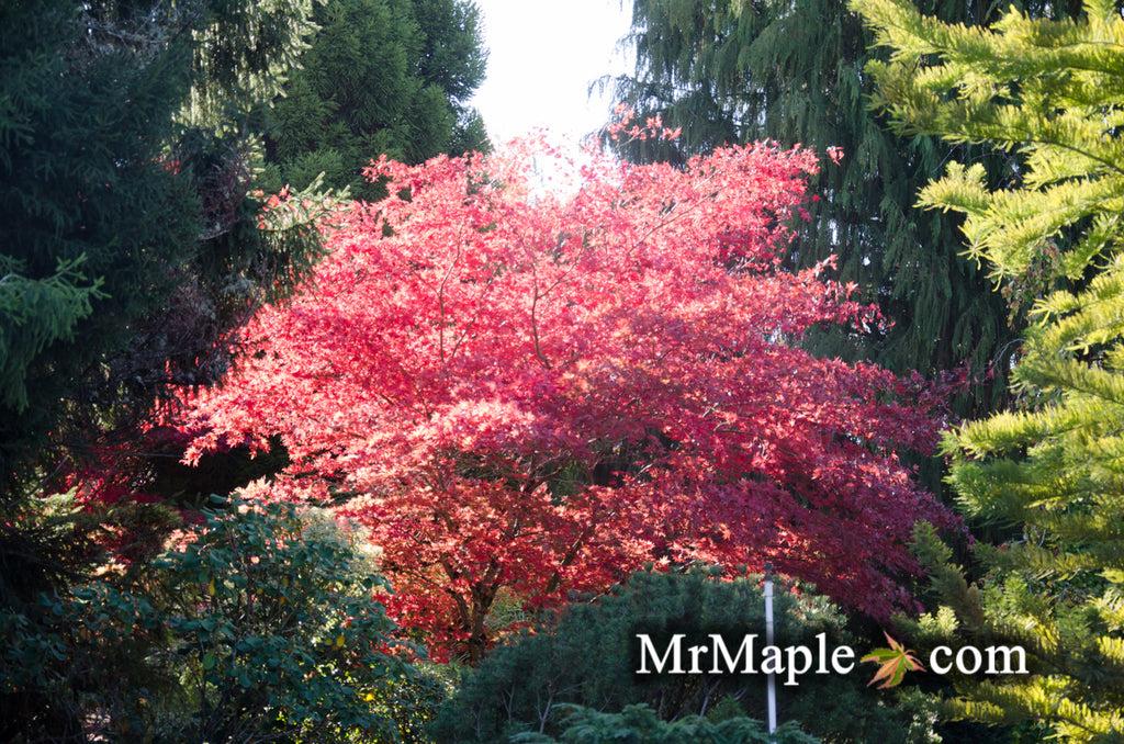 Acer Palmatum Purple Ghost - View 19 from www redcrocus com