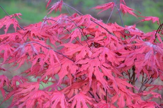 Acer Palmatum Purple Ghost - View 1 from www redcrocus com