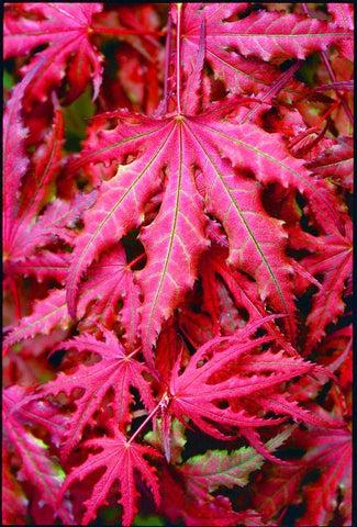 Acer Palmatum Purple Ghost - View 20 from www redcrocus com