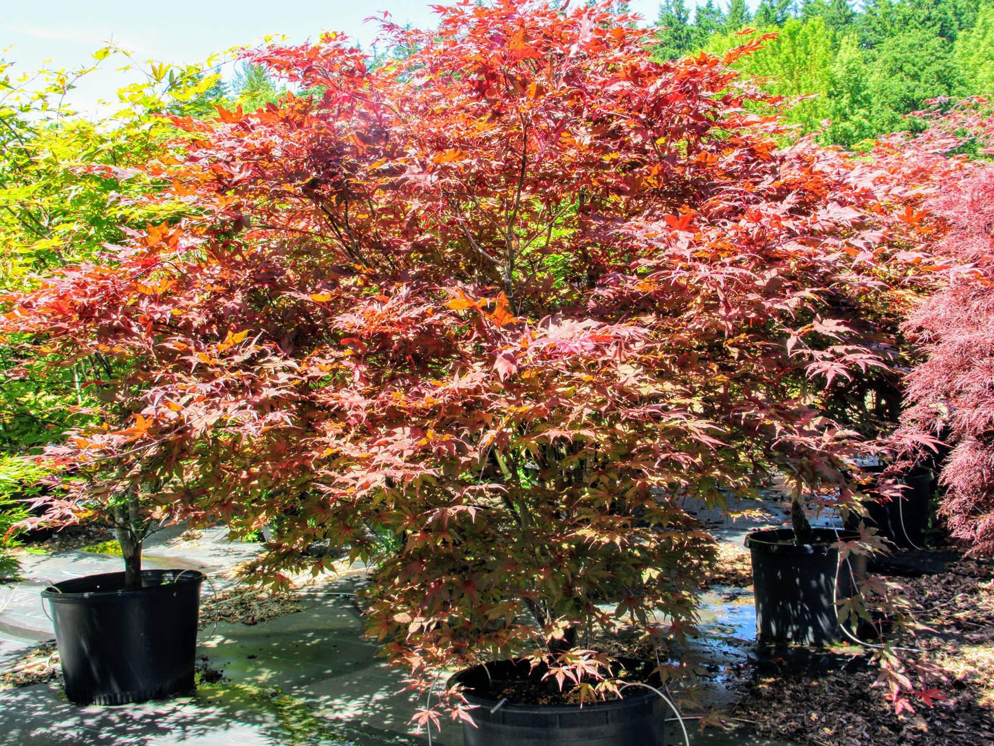 Acer Palmatum Purple Ghost - View 2 from www redcrocus com