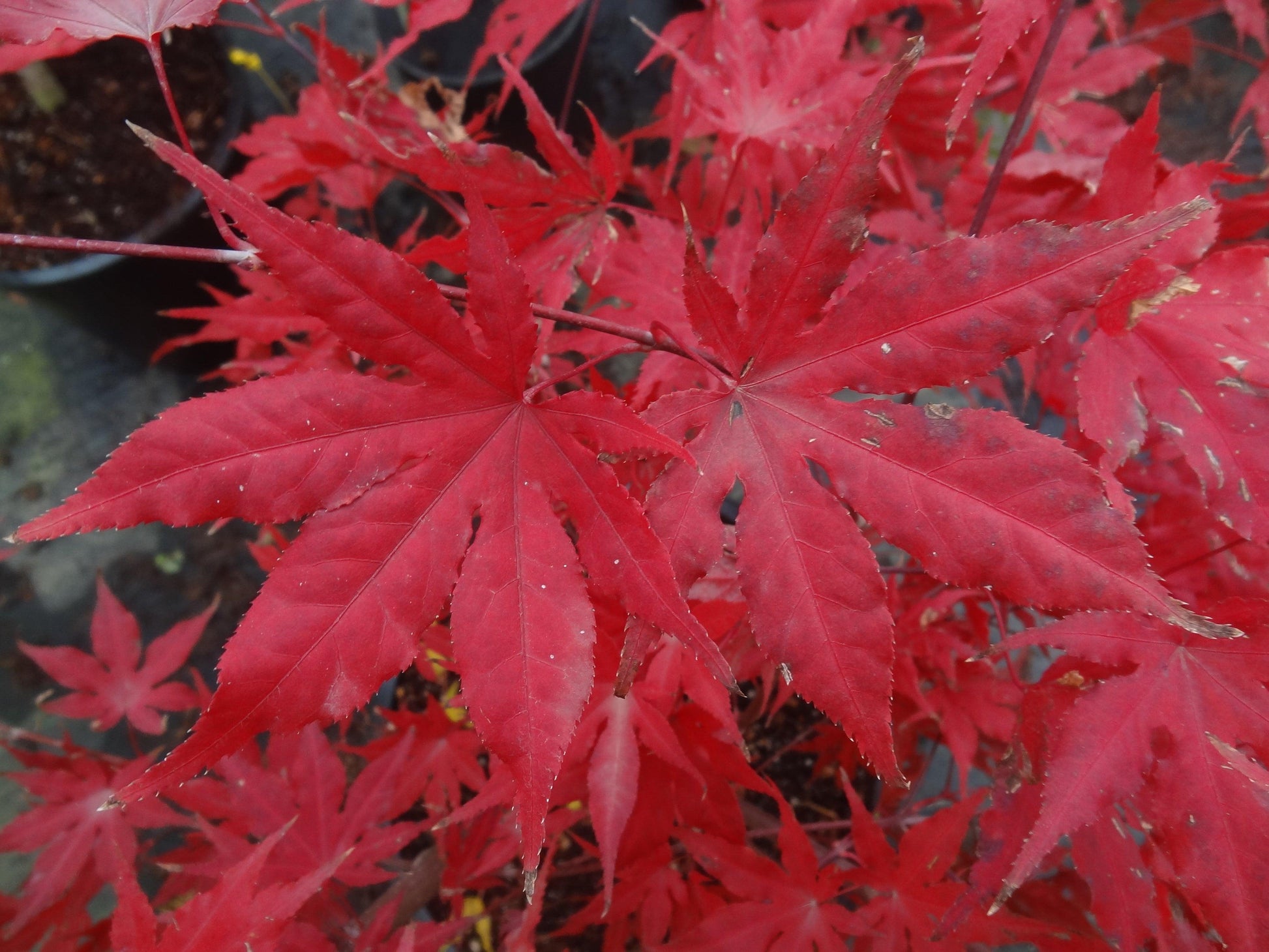 Acer Palmatum Purple Ghost - View 4 from www redcrocus com