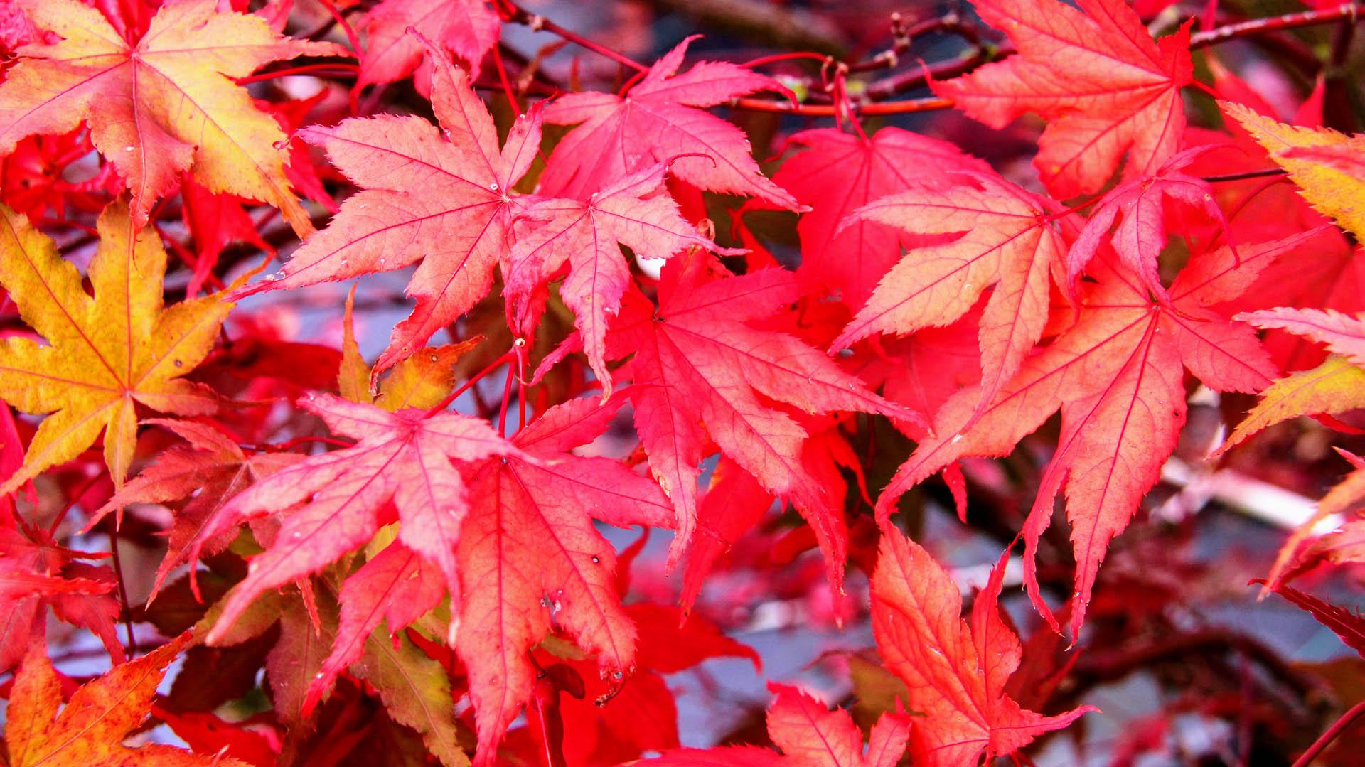 Acer Palmatum Purple Ghost - View 5 from www redcrocus com