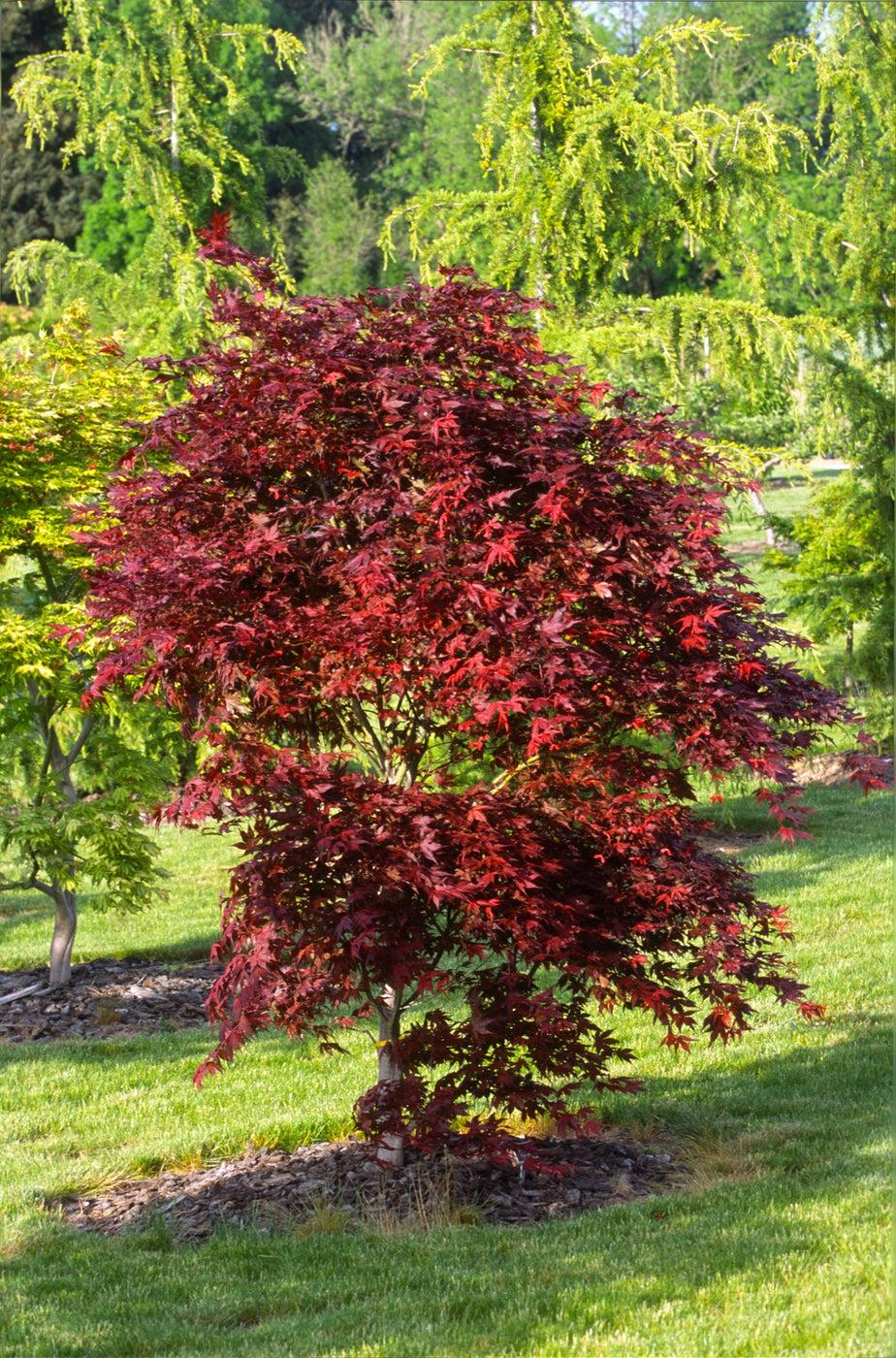 Acer Palmatum Purple Ghost - View 9 from www redcrocus com