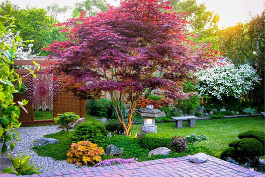 Acer Palmatum Bloodgood - View 1 from www redcrocus com