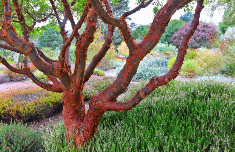 Acer Griseum Single Stem - View 15 from www redcrocus com