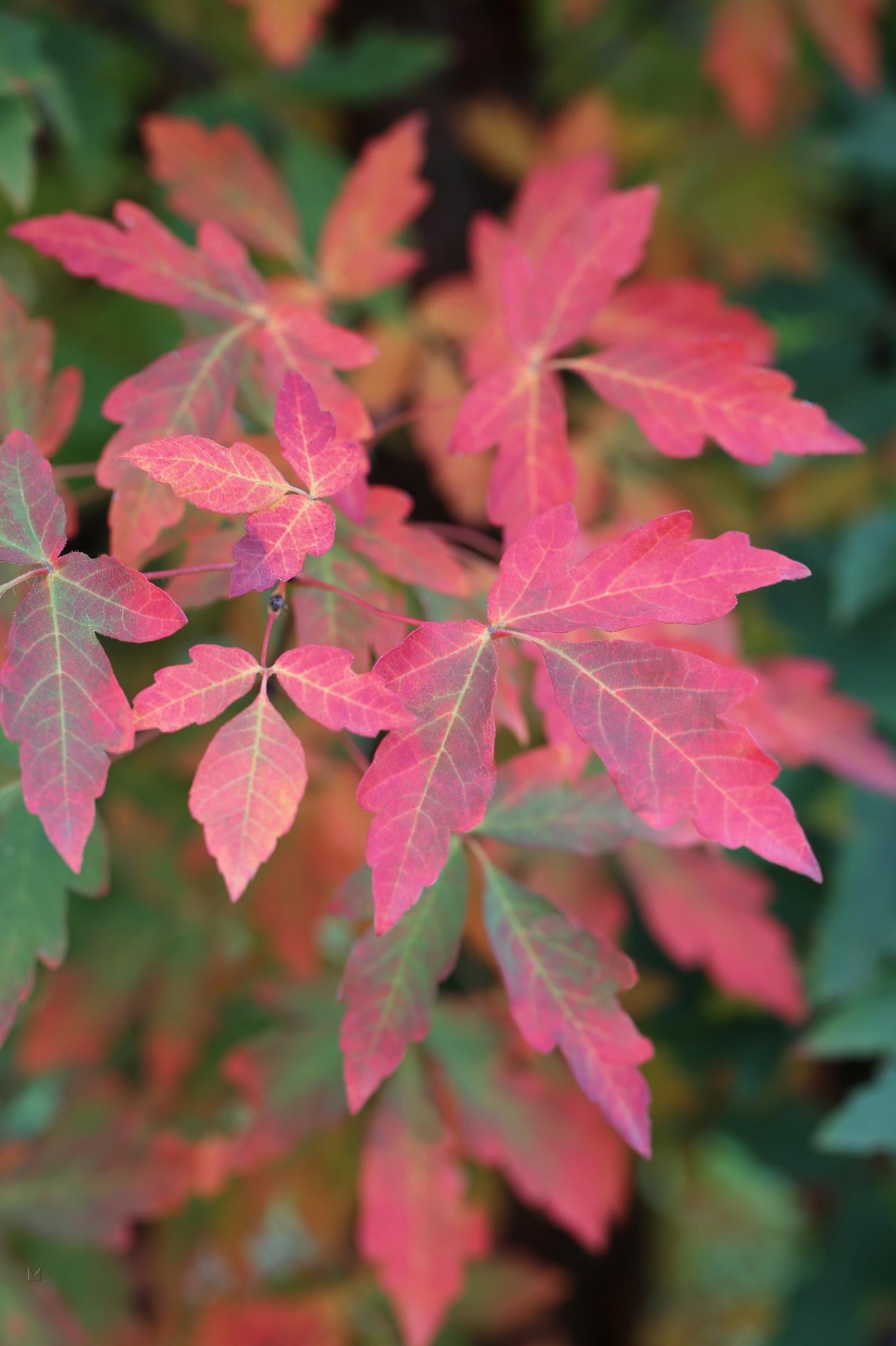Acer Griseum Single Stem - View 16 from www redcrocus com