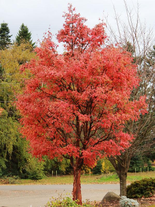 Acer Griseum Single Stem - View 18 from www redcrocus com