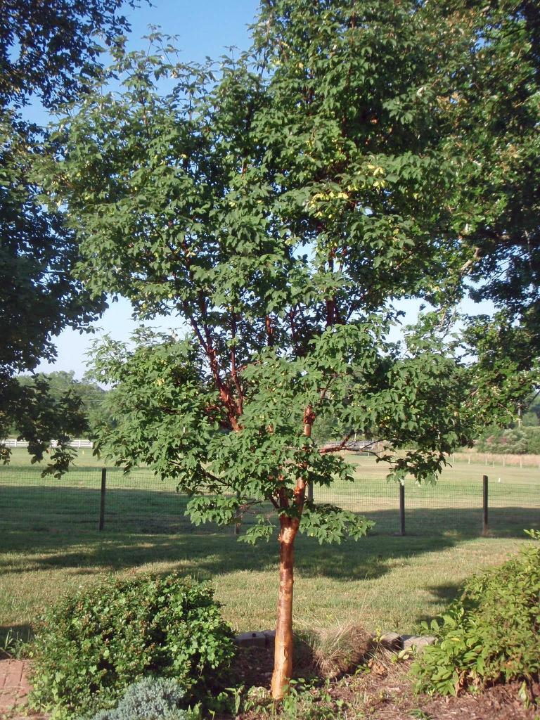 Acer Griseum Single Stem - View 9 from www redcrocus com