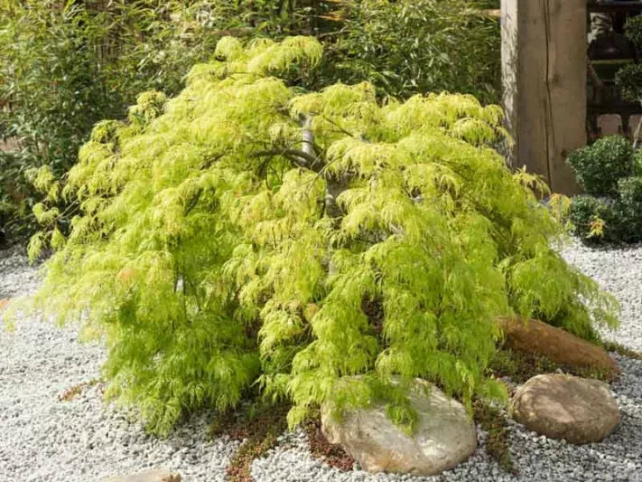 Acer Palmatum Dissectum 'viridis' - View 11 from www redcrocus com