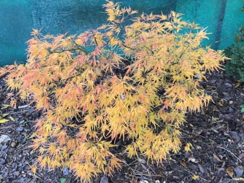Acer Palmatum Dissectum 'viridis' - View 12 from www redcrocus com
