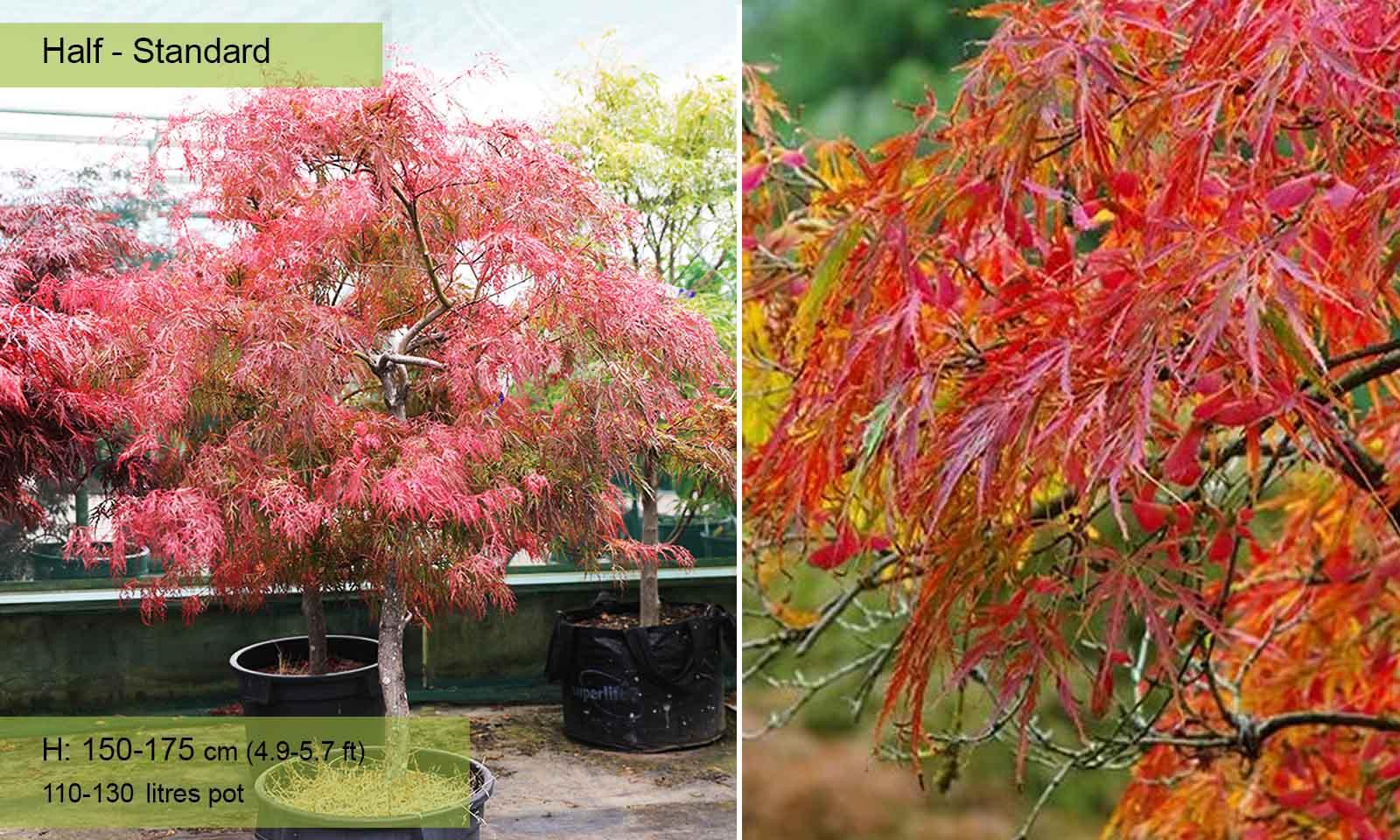 Acer Palmatum Dissectum 'viridis' - View 17 from www redcrocus com