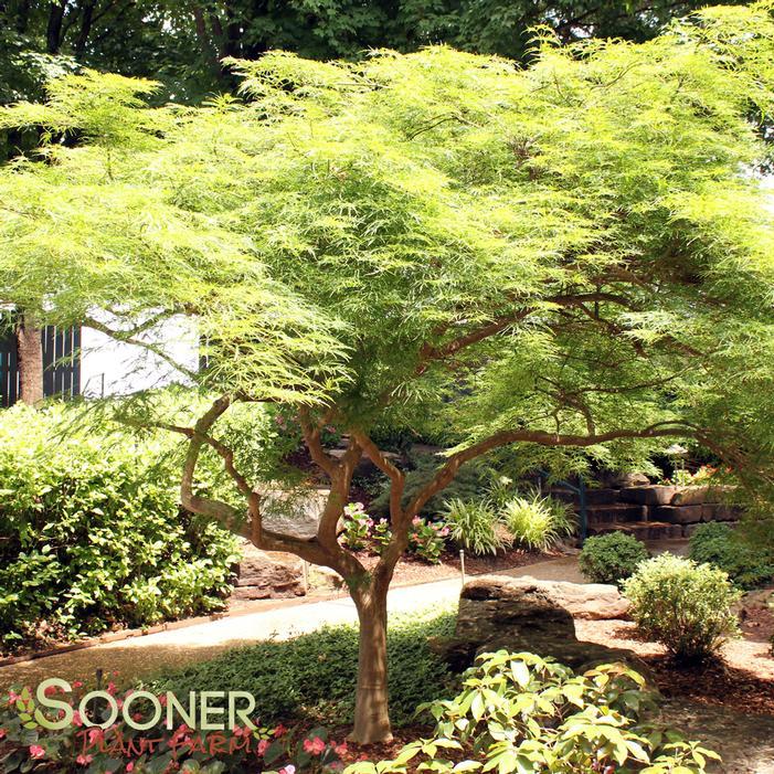 Acer Palmatum Dissectum 'viridis' - View 18 from www redcrocus com