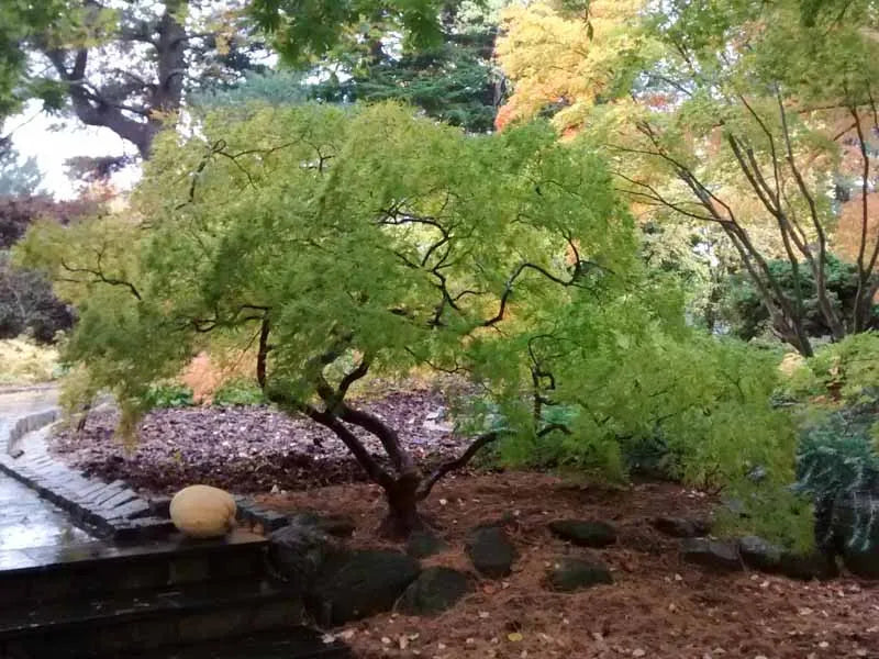 Acer Palmatum Dissectum 'viridis' - View 1 from www redcrocus com