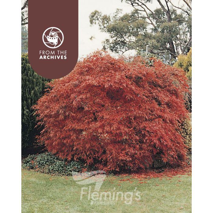 Acer Palmatum Dissectum 'viridis' - View 22 from www redcrocus com