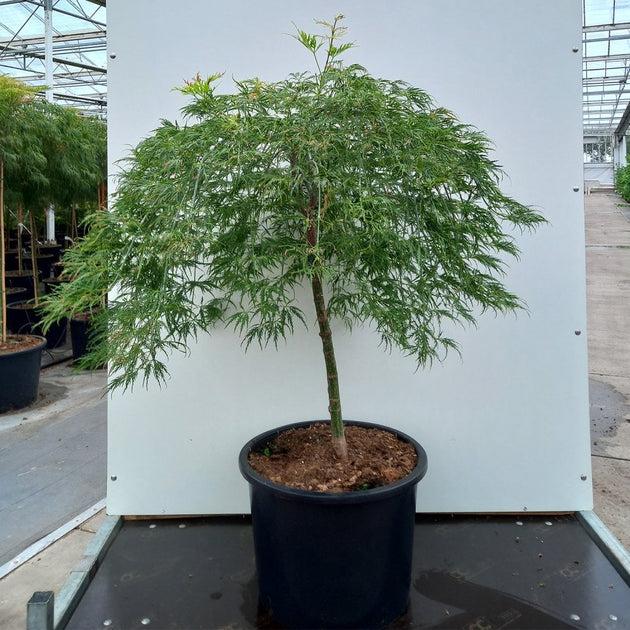 Acer Palmatum Dissectum 'viridis' - View 23 from www redcrocus com