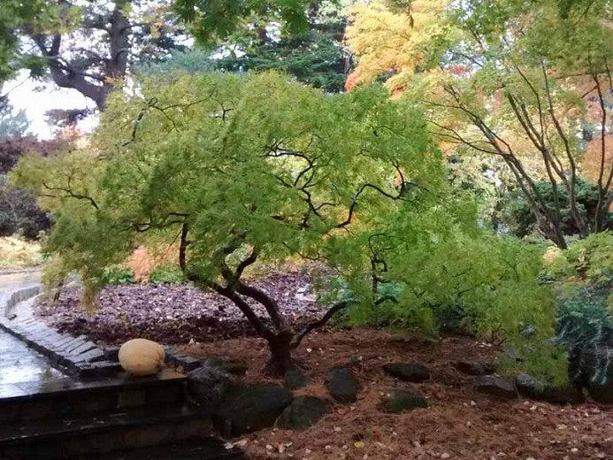 Acer Palmatum Dissectum 'viridis' - View 26 from www redcrocus com