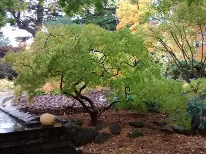Acer Palmatum Dissectum 'viridis' - View 2 from www redcrocus com