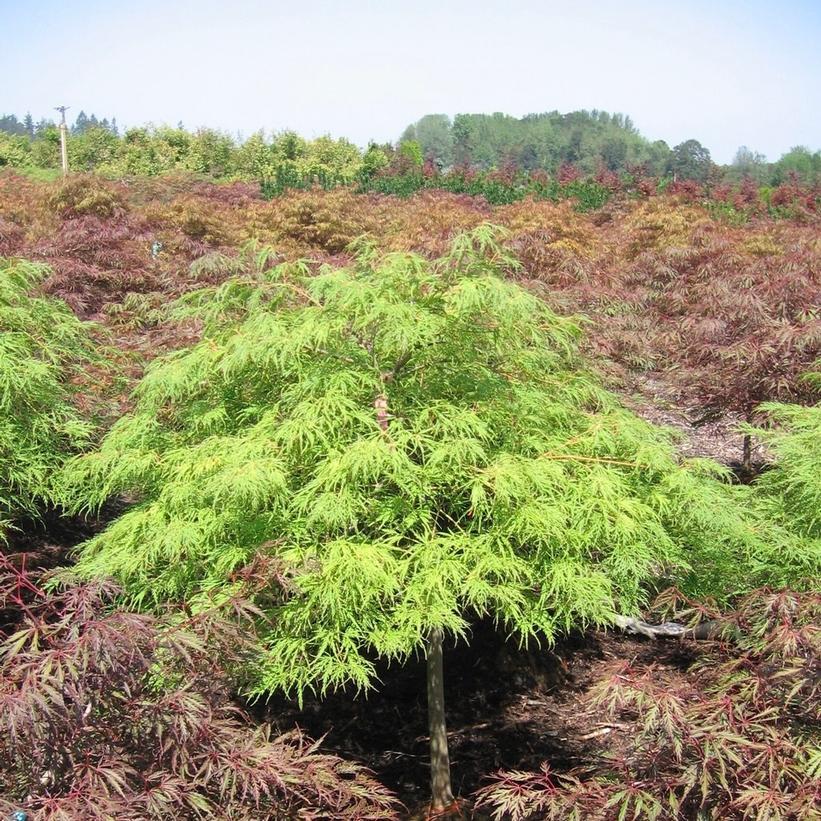 Acer Palmatum Dissectum 'viridis' - View 30 from www redcrocus com