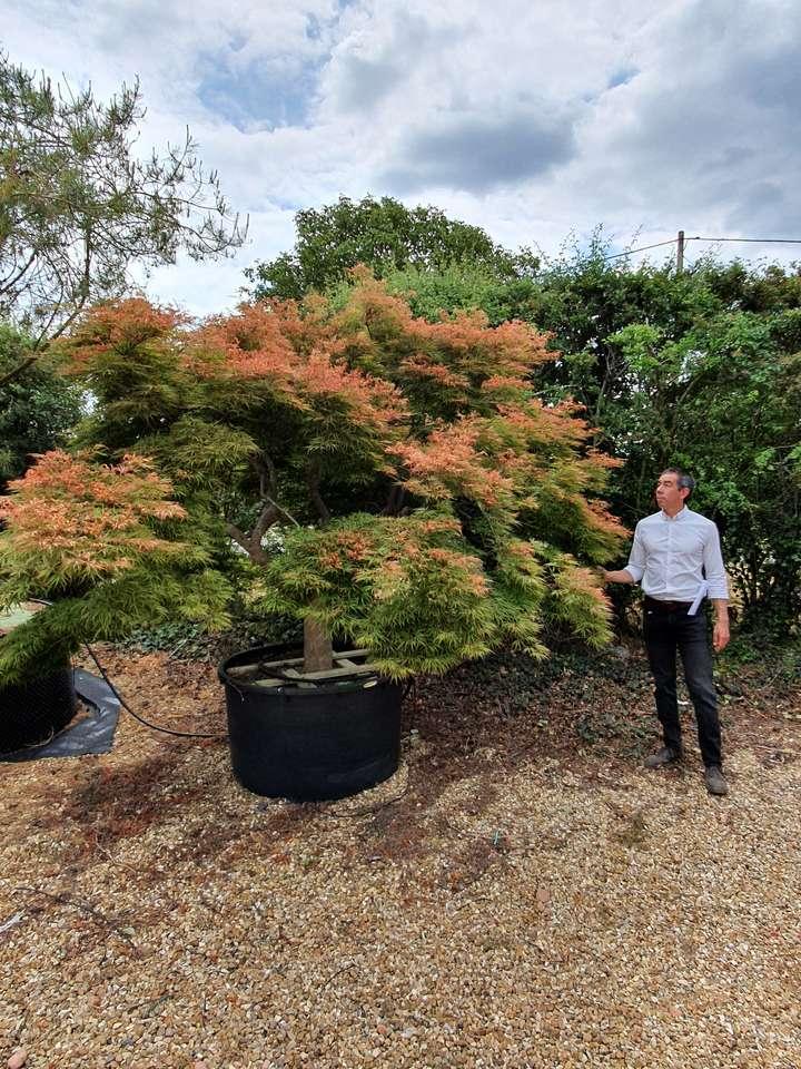 Acer Palmatum Dissectum 'viridis' - View 31 from www redcrocus com