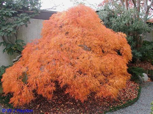 Acer Palmatum Dissectum 'viridis' - View 33 from www redcrocus com