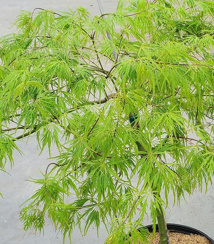 Acer Palmatum Dissectum 'viridis' - View 36 from www redcrocus com