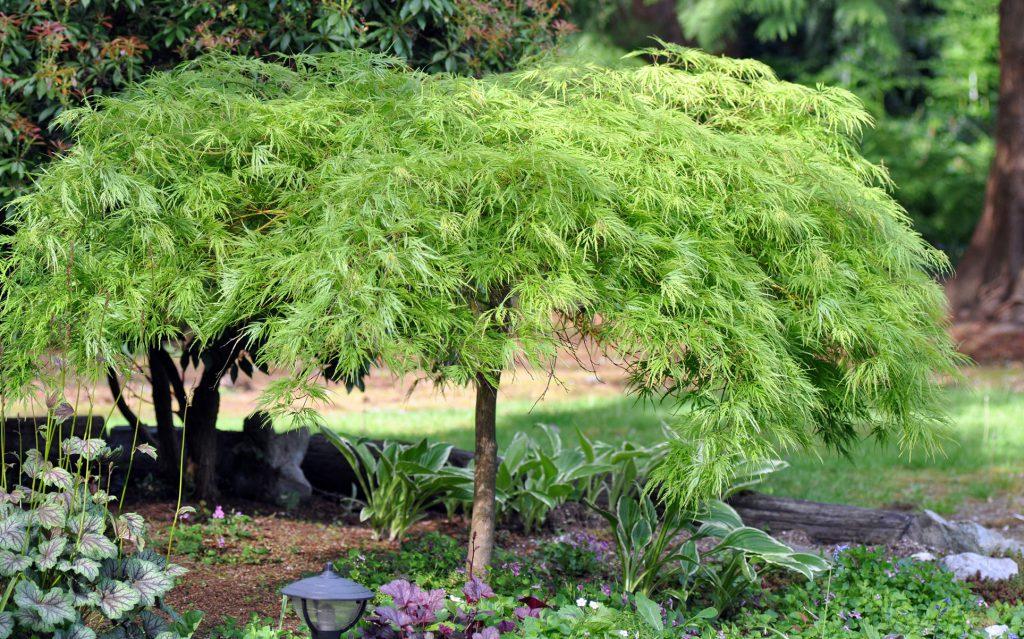 Acer Palmatum Dissectum 'viridis' - View 3 from www redcrocus com