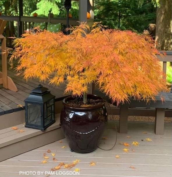 Acer Palmatum Dissectum 'viridis' - View 4 from www redcrocus com