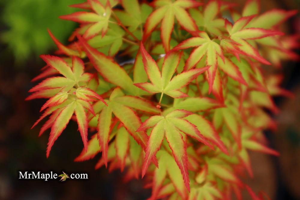 Acer Palmatum 'kiyohime' - View 11 from www redcrocus com