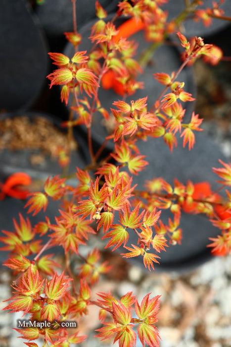 Acer Palmatum 'kiyohime' - View 12 from www redcrocus com