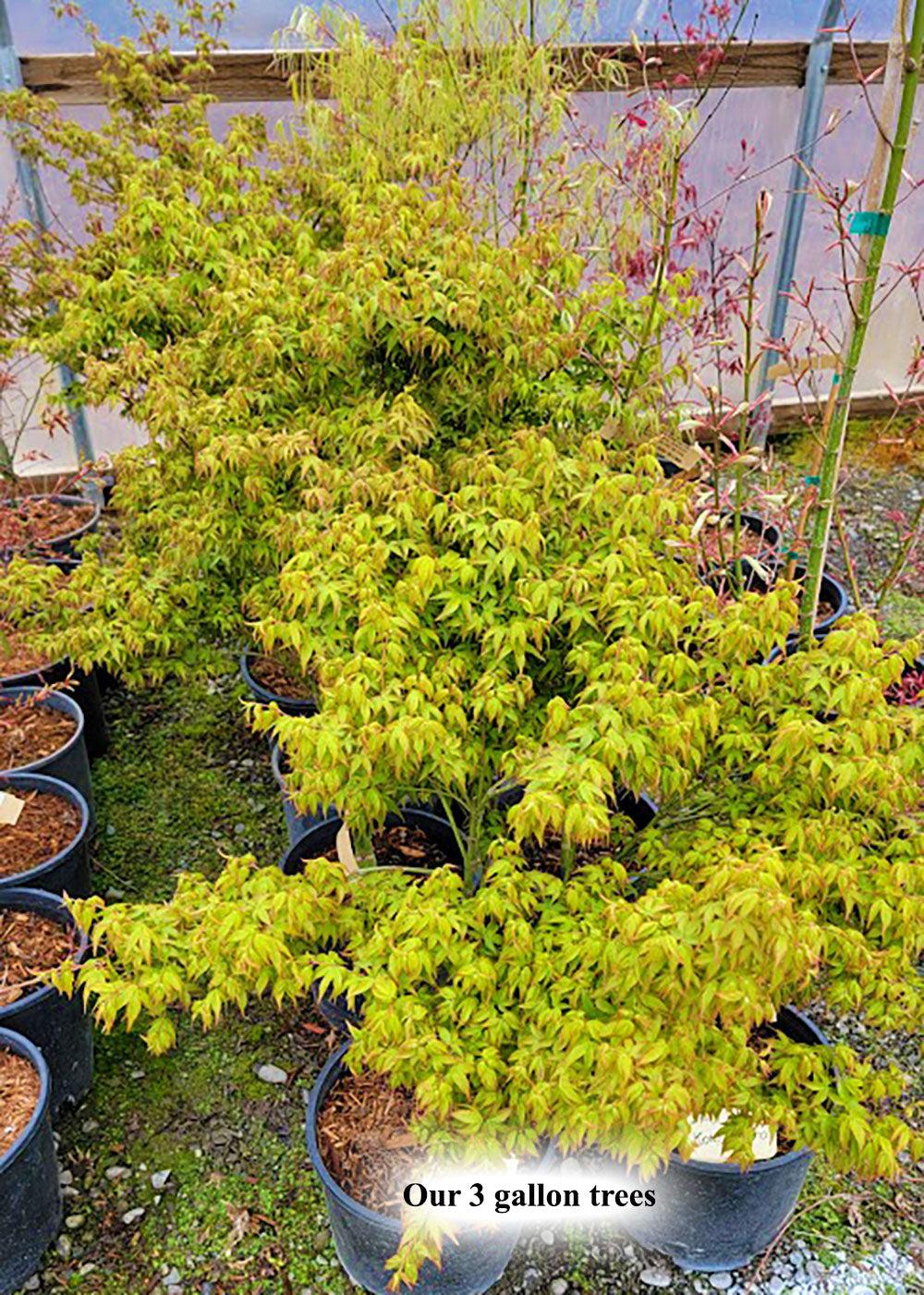 Acer Palmatum 'kiyohime' - View 13 from www redcrocus com