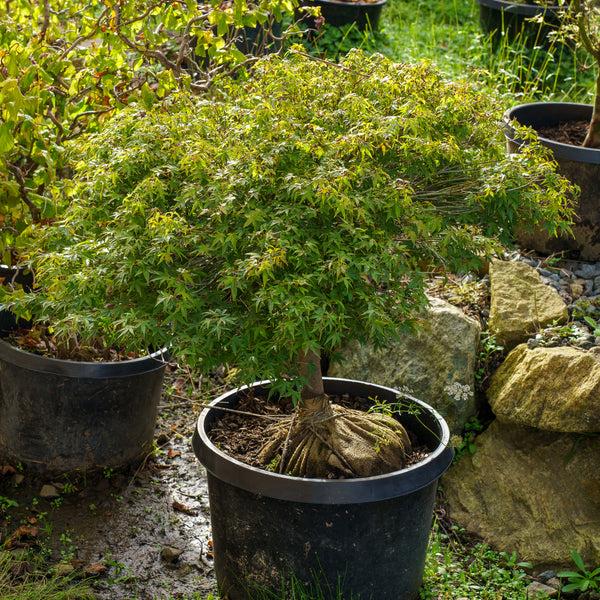 Acer Palmatum 'kiyohime' - View 14 from www redcrocus com