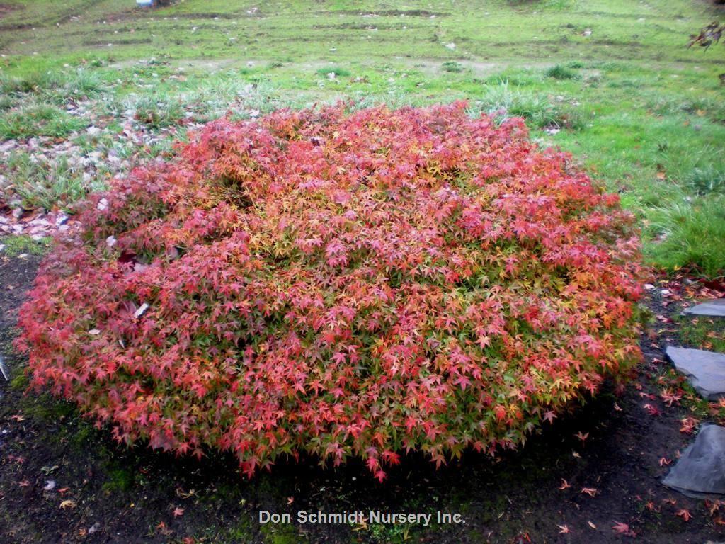 Acer Palmatum 'kiyohime' - View 15 from www redcrocus com