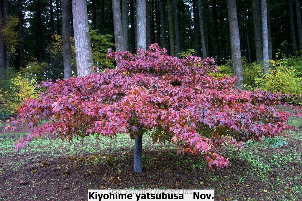 Acer Palmatum 'kiyohime' - View 18 from www redcrocus com
