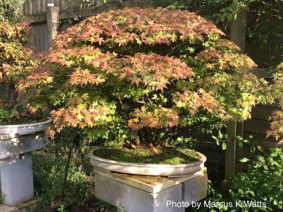 Acer Palmatum 'kiyohime' - View 1 from www redcrocus com