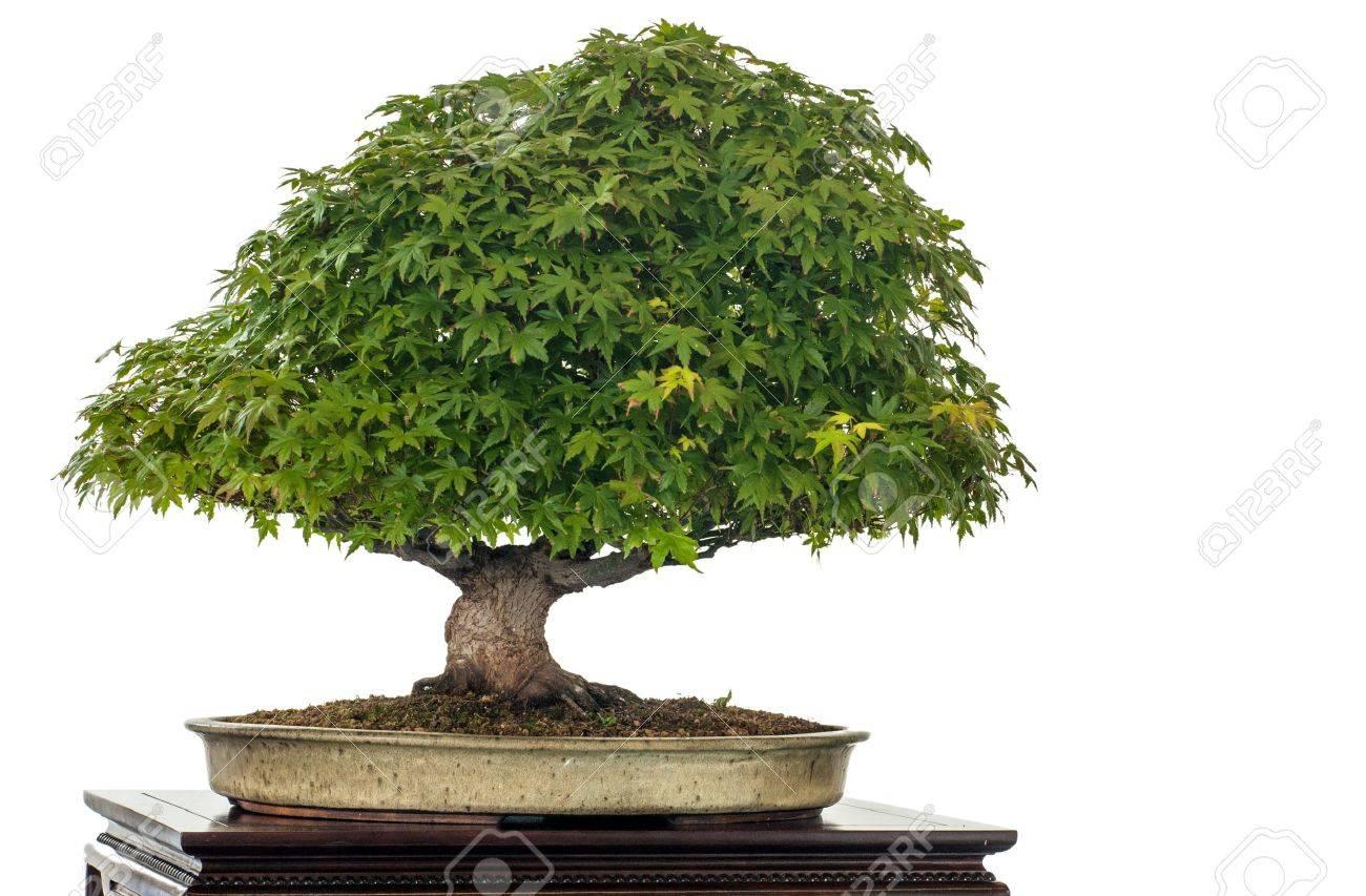 Acer Palmatum 'kiyohime' - View 24 from www redcrocus com