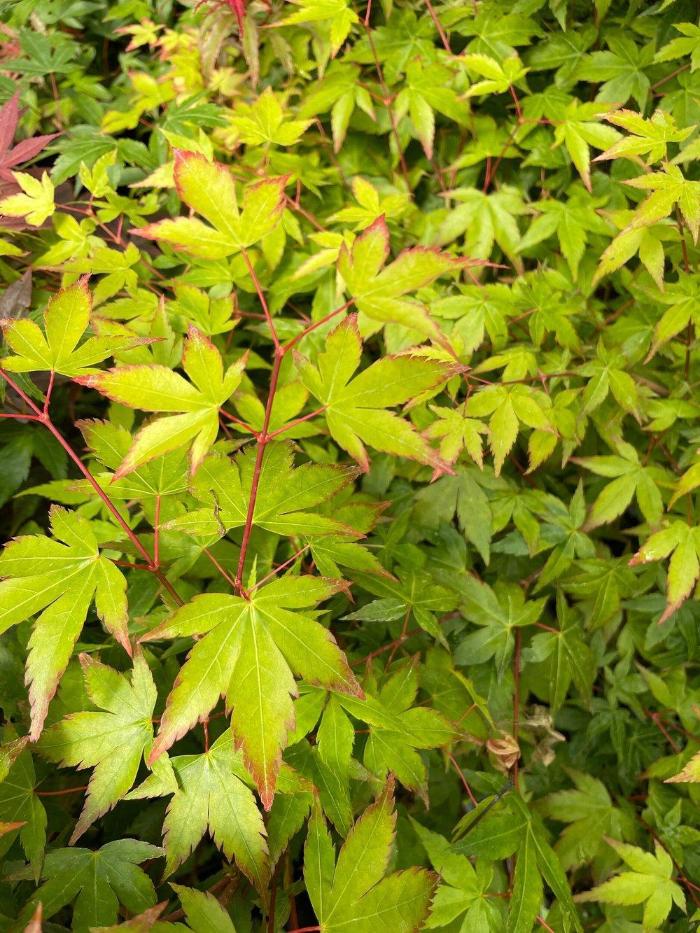 Acer Palmatum 'kiyohime' - View 27 from www redcrocus com