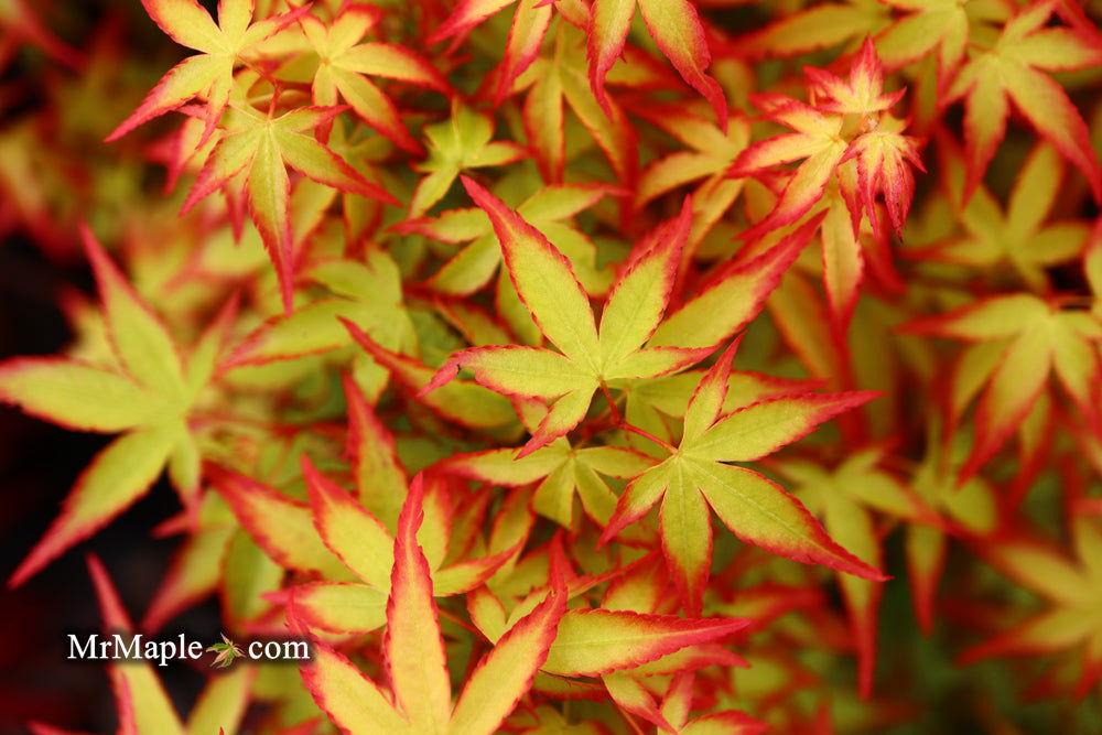 Acer Palmatum 'kiyohime' - View 2 from www redcrocus com