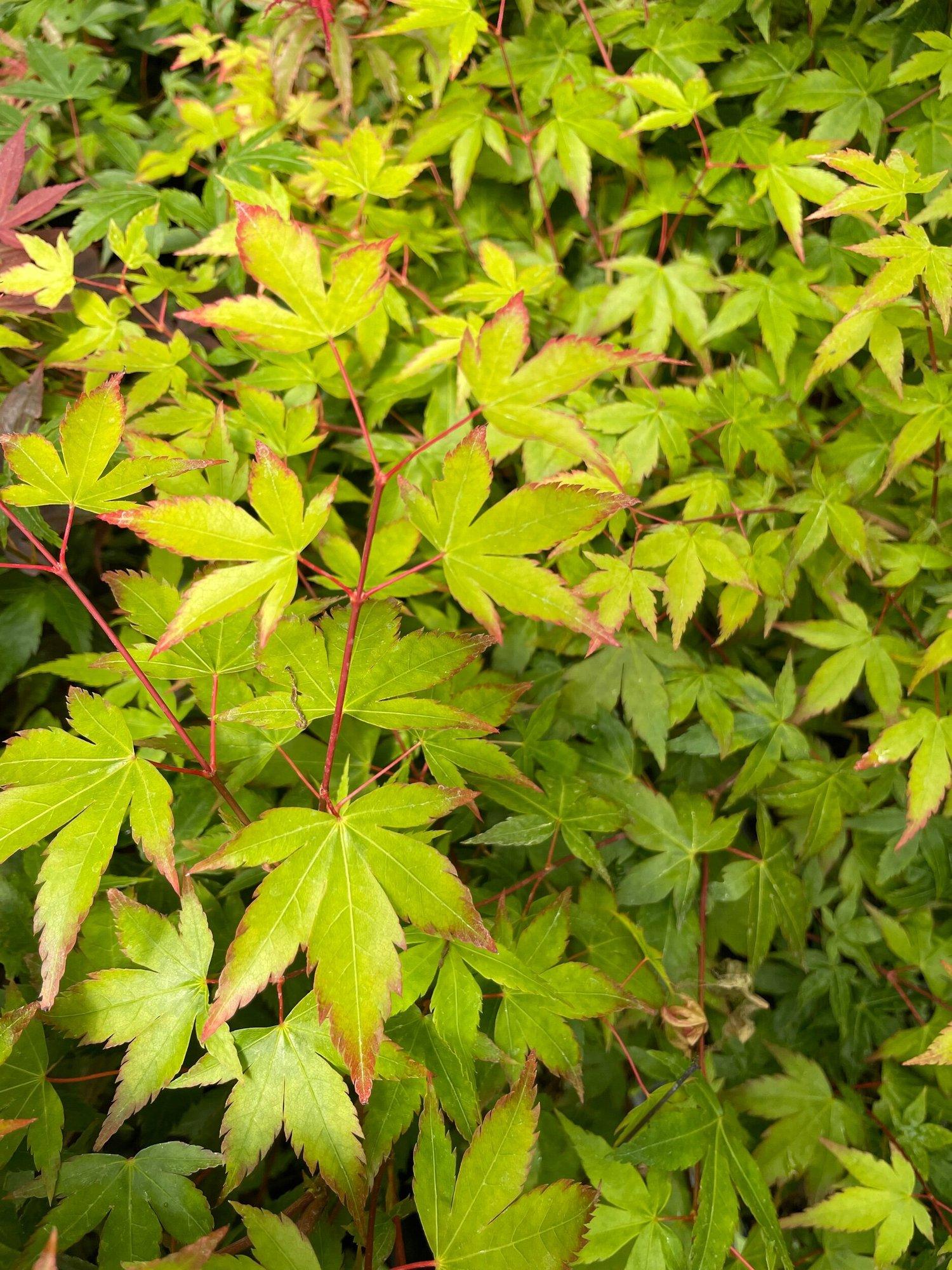 Acer Palmatum 'kiyohime' - View 31 from www redcrocus com