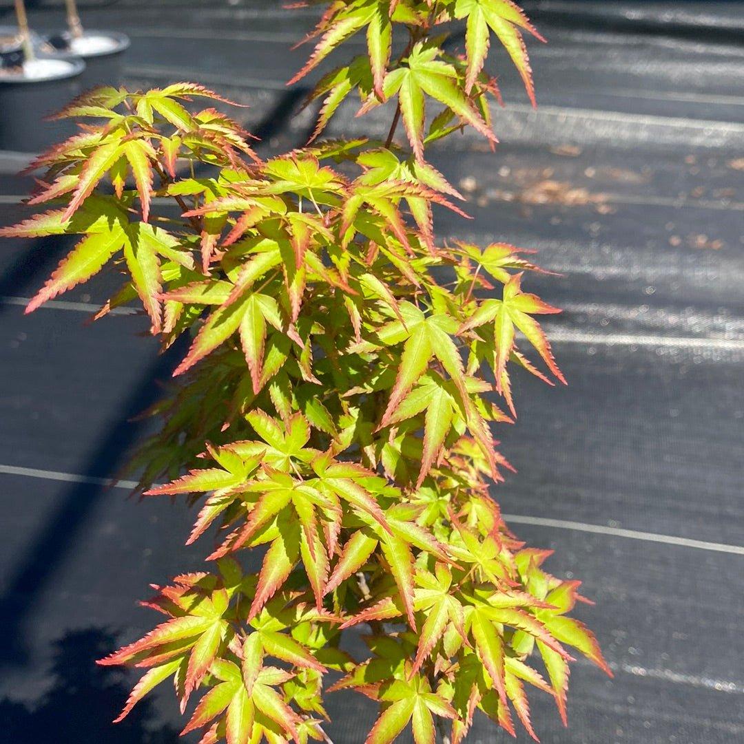 Acer Palmatum 'kiyohime' - View 39 from www redcrocus com